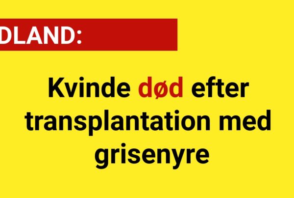 LIGE NU: Kvinde død efter transplantation med grisenyre