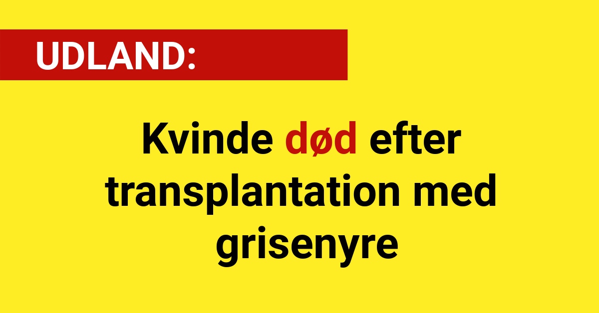 LIGE NU: Kvinde død efter transplantation med grisenyre