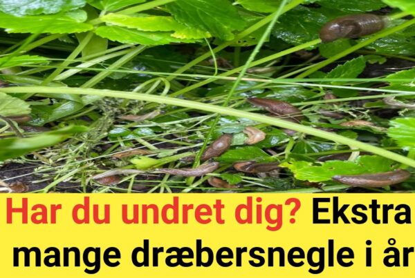 Har du undret dig? Ekstra mange dræbersnegle i år