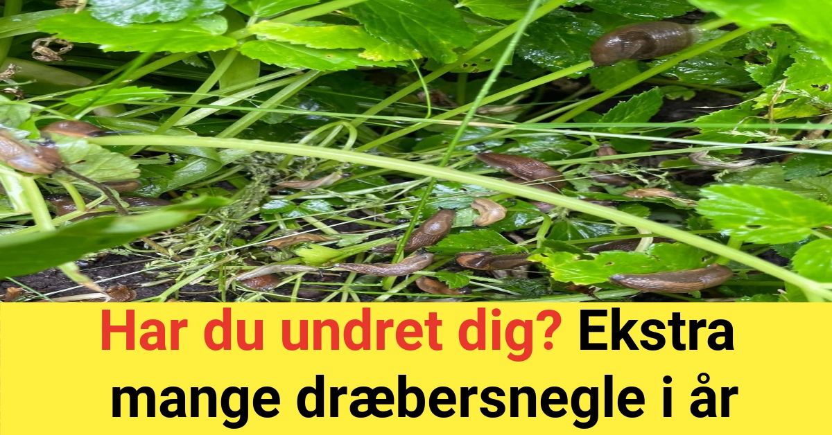 Har du undret dig? Ekstra mange dræbersnegle i år