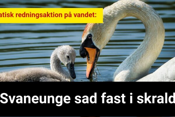 Dramatisk redningsaktion på vandet: Svaneunge sad fast i skrald