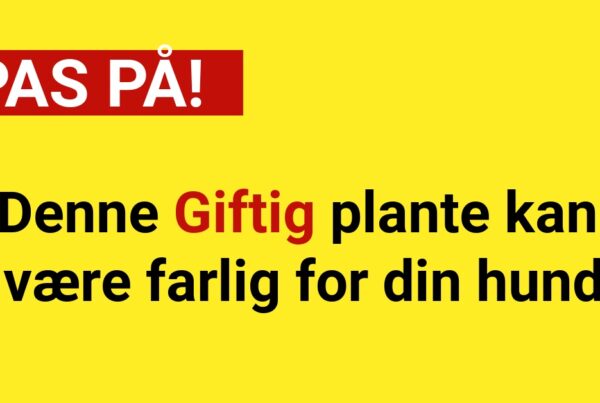 PAS PÅ: Denne Giftig plante kan være farlig for din hund