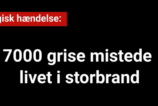 Tragisk hændelse: 7000 grise mistede livet i storbrand