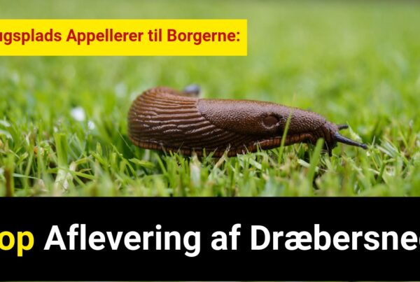 Genbrugsplads Appellerer til Borgerne: Stop Aflevering af Dræbersnegle