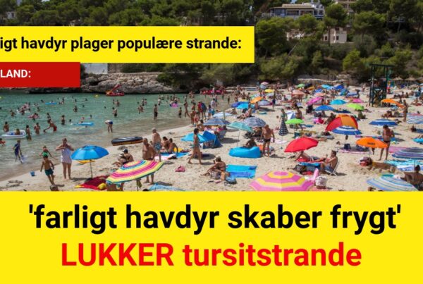 Livsfarligt havdyr plager populære strande: 'farligt havdyr skaber frygt'