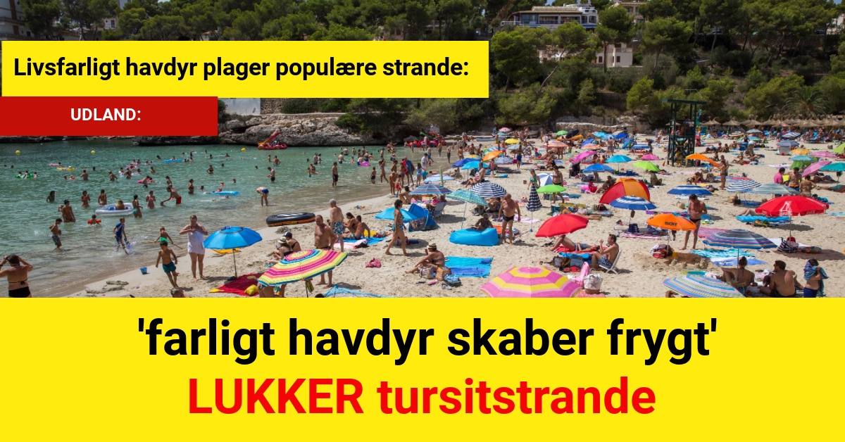 Livsfarligt havdyr plager populære strande: 'farligt havdyr skaber frygt'