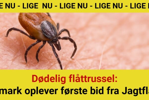 Dødelig flåttrussel: Danmark oplever første bid fra Jagtflåten