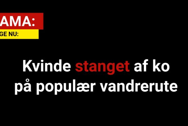 DRAMA: Kvinde stanget af ko på populær vandrerute