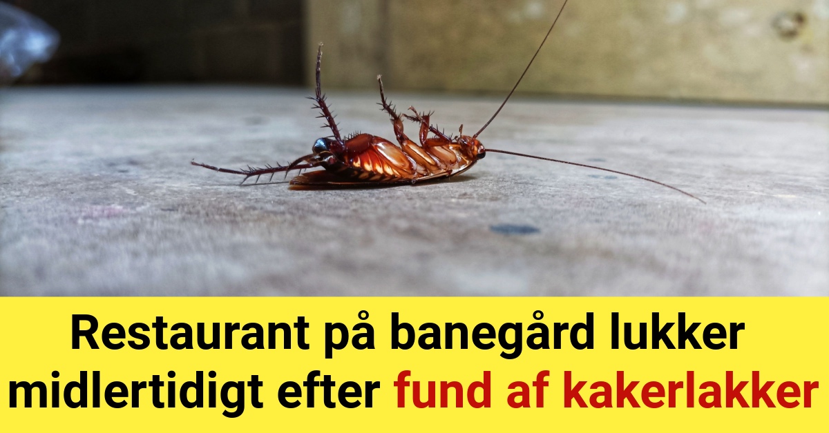 Restaurant på banegård lukker midlertidigt efter fund af kakerlakker - Forventes at åbne igen fredag