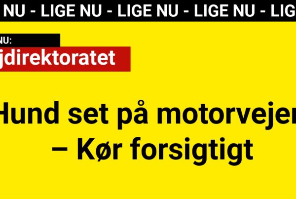 Hund set på motorvejen – Kør forsigtigt