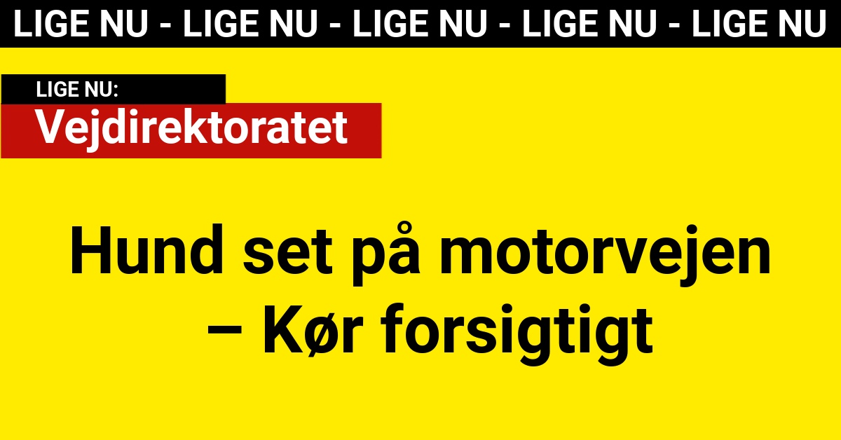 Hund set på motorvejen – Kør forsigtigt