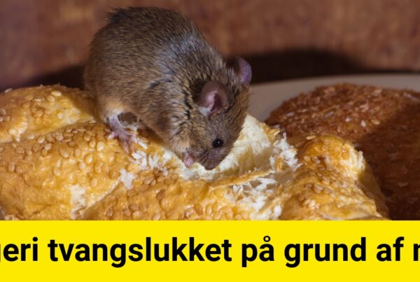 Bageri tvangslukket på grund af mus