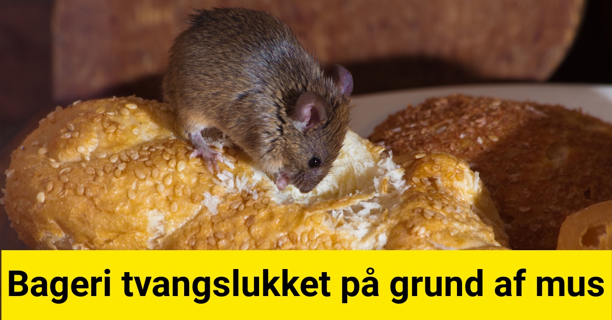 Bageri tvangslukket på grund af mus