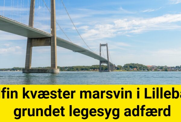 Delfin kvæster marsvin i Lillebælt grundet legesyg adfærd