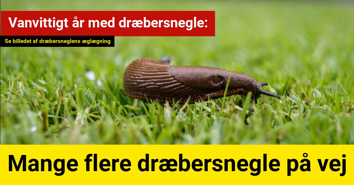 Vanvittigt år med dræbersnegle: Vi kan forvente mange flere på vej