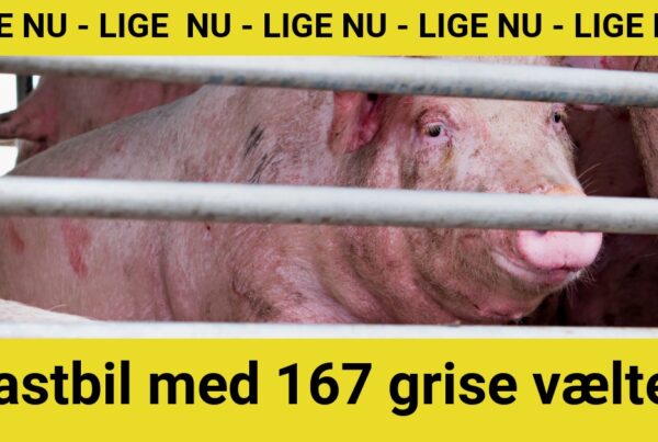 DRAMA: Lastbil med 167 grise væltet
