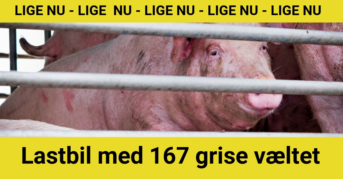 DRAMA: Lastbil med 167 grise væltet