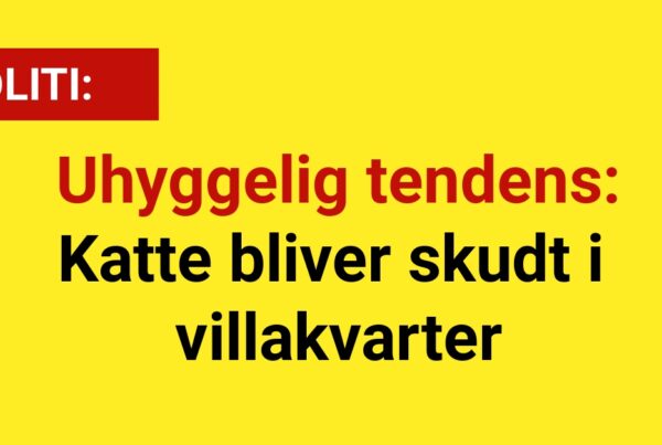 Uhyggelig tendens: Katte bliver skudt i villakvarter