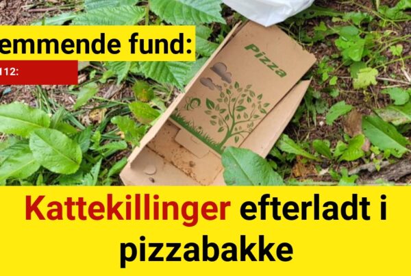 Skræmmende fund: Kattekillinger efterladt i pizzabakke