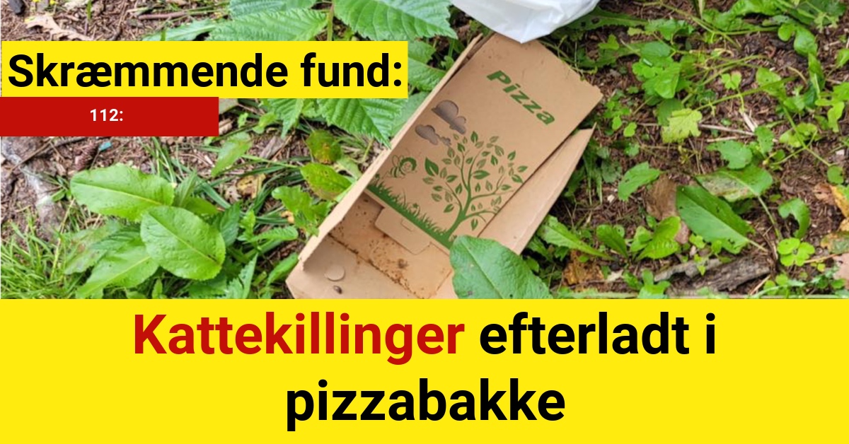 Skræmmende fund: Kattekillinger efterladt i pizzabakke