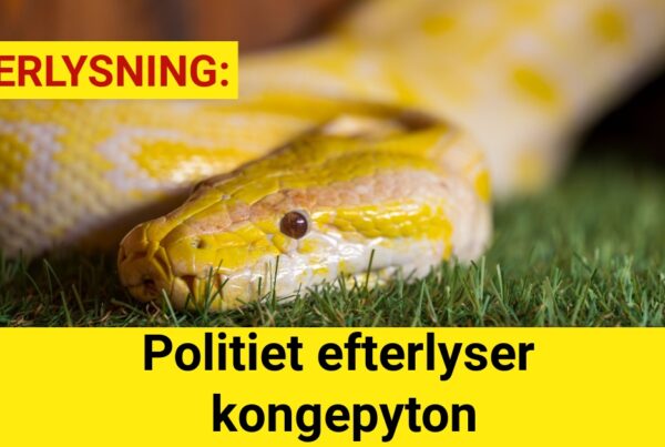 Politiet efterlyser kongepyton
