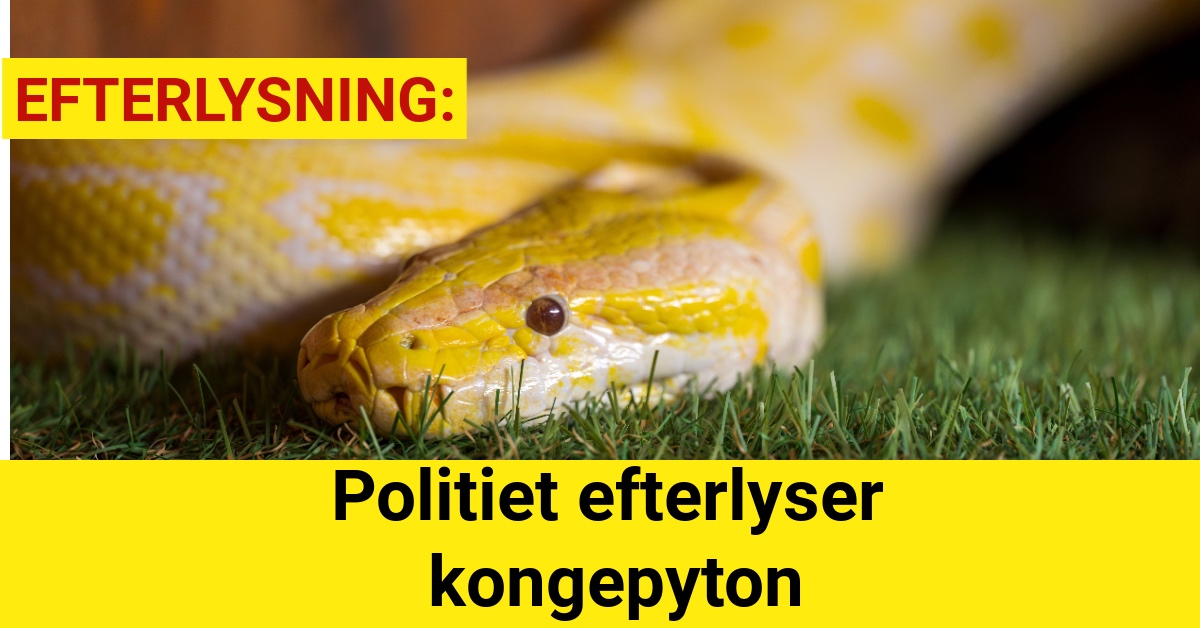 Politiet efterlyser kongepyton