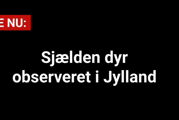 Sjælden dyr observeret i Jylland