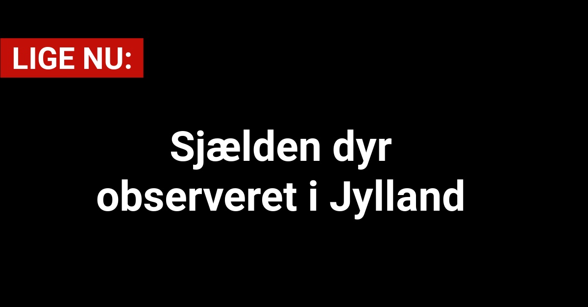 Sjælden dyr observeret i Jylland