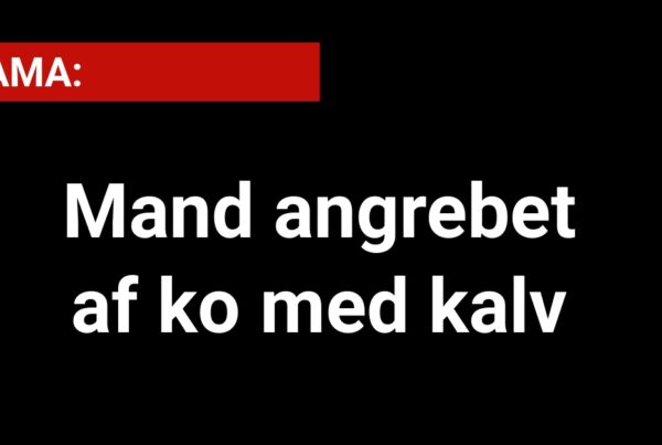 DRAMA: Mand angrebet af ko med kalv