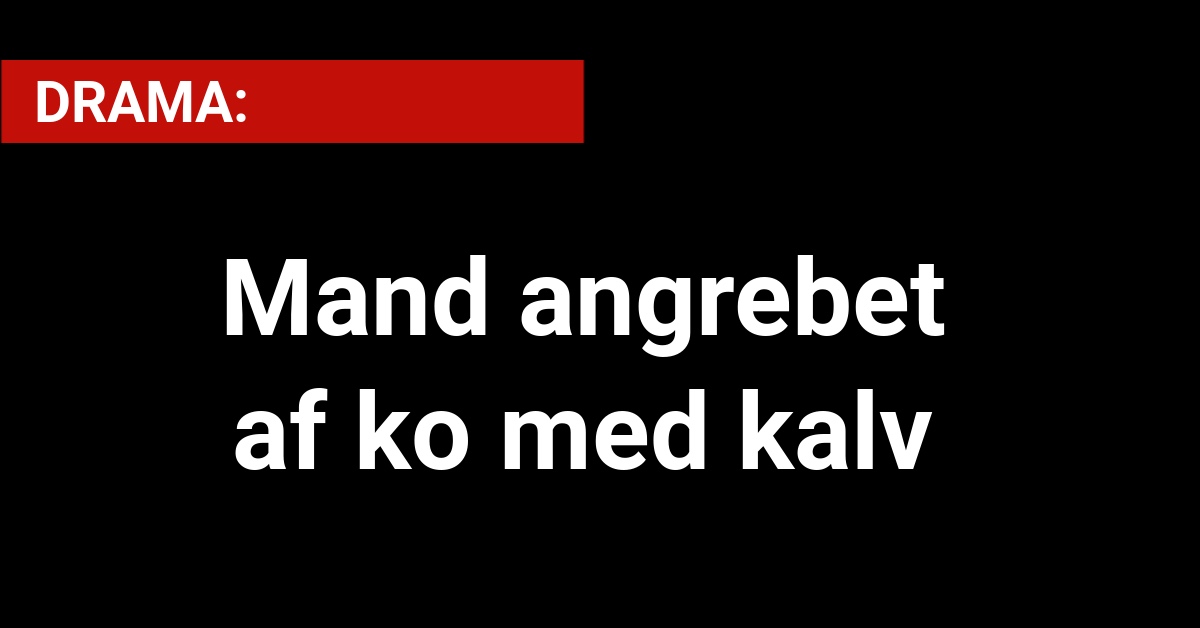 DRAMA: Mand angrebet af ko med kalv