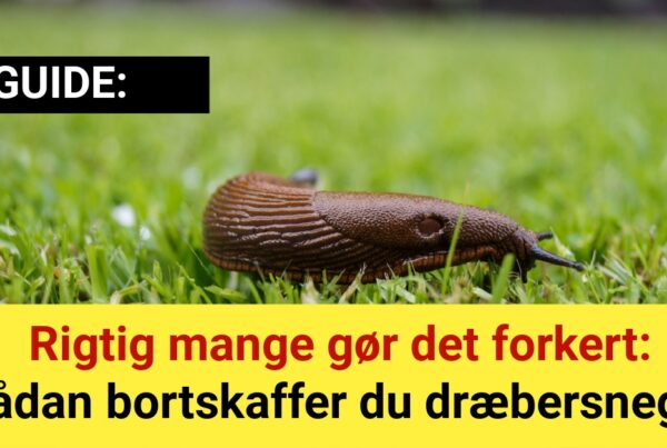 Rigtig mange gør det forkert: Sådan bortskaffer du dræbersnegle