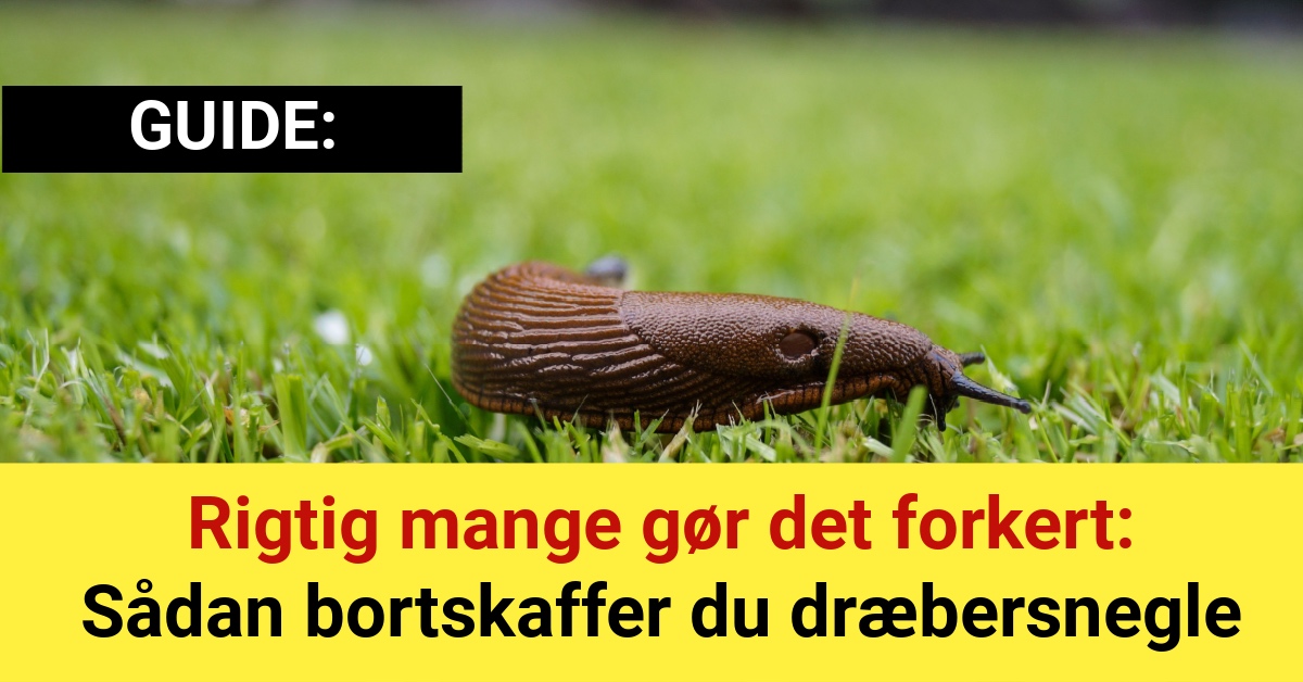 Rigtig mange gør det forkert: Sådan bortskaffer du dræbersnegle