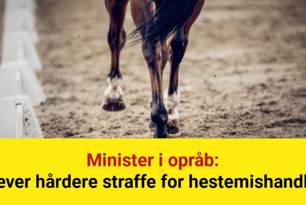 Minister i opråb: Kræver hårdere straffe for hestemishandling