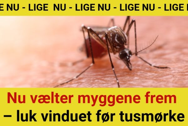 Nu vælter myggene frem – luk vinduet før tusmørke