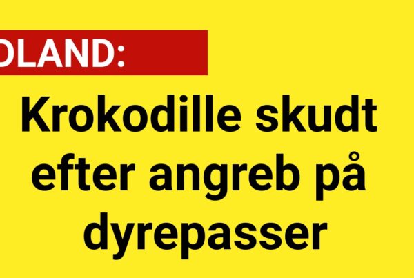 Krokodille skudt efter angreb på dyrepasser