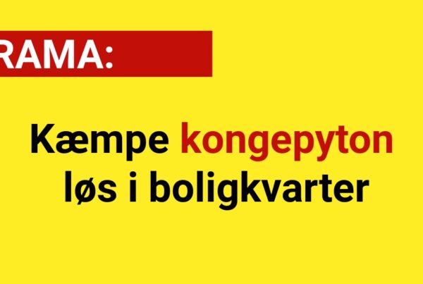 LIGE NU: Kæmpe kongepyton løs i boligkvarter