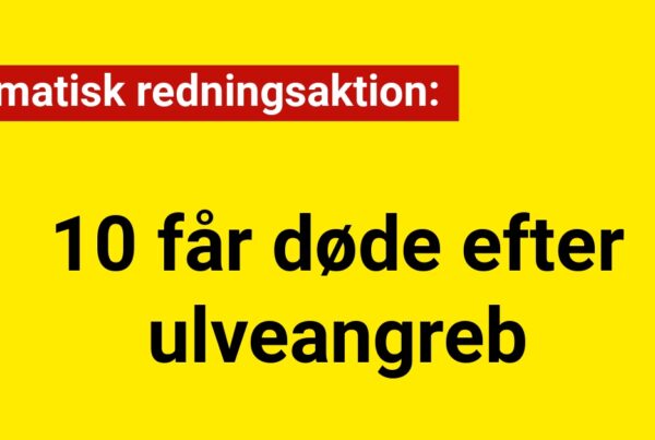 Dramatisk redningsaktion: 10 får døde efter ulveangreb