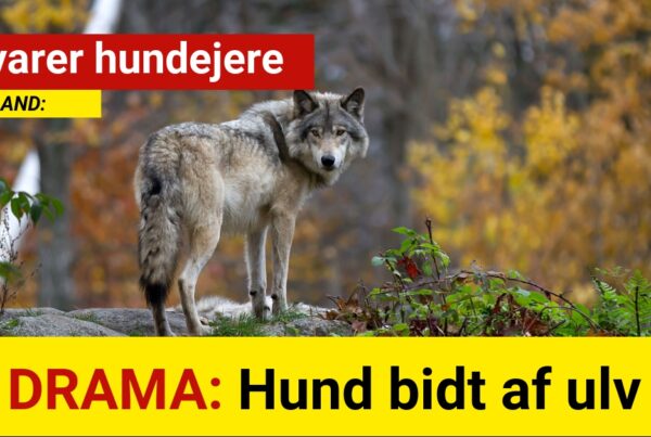 DRAMA: Hund bidt af ulv - Advarer hundejere