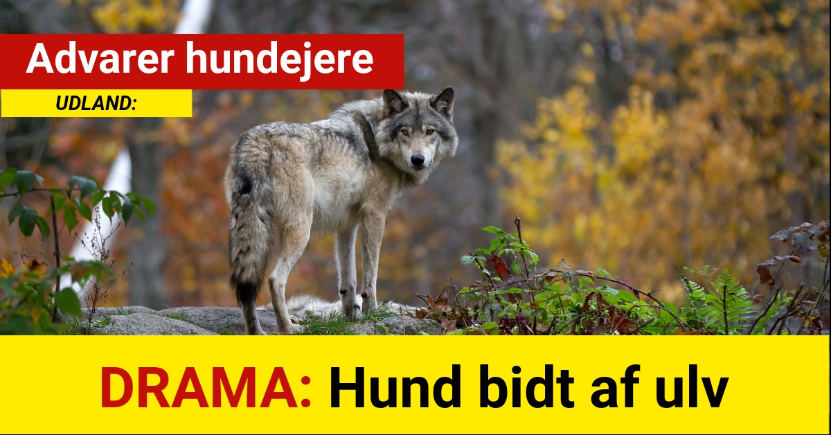 DRAMA: Hund bidt af ulv - Advarer hundejere