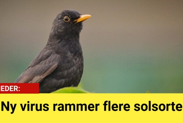 Ny virus rammer flere solsorte