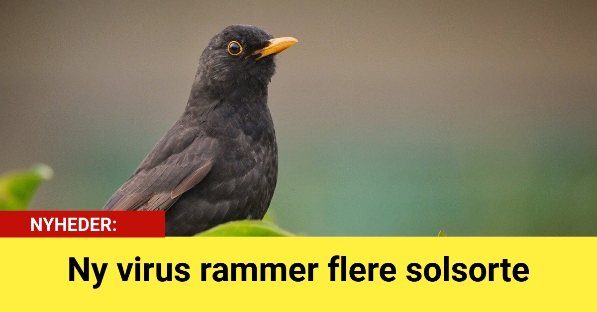 Ny virus rammer flere solsorte