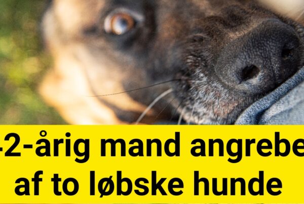 42-årig mand angrebet af to løbske hunde