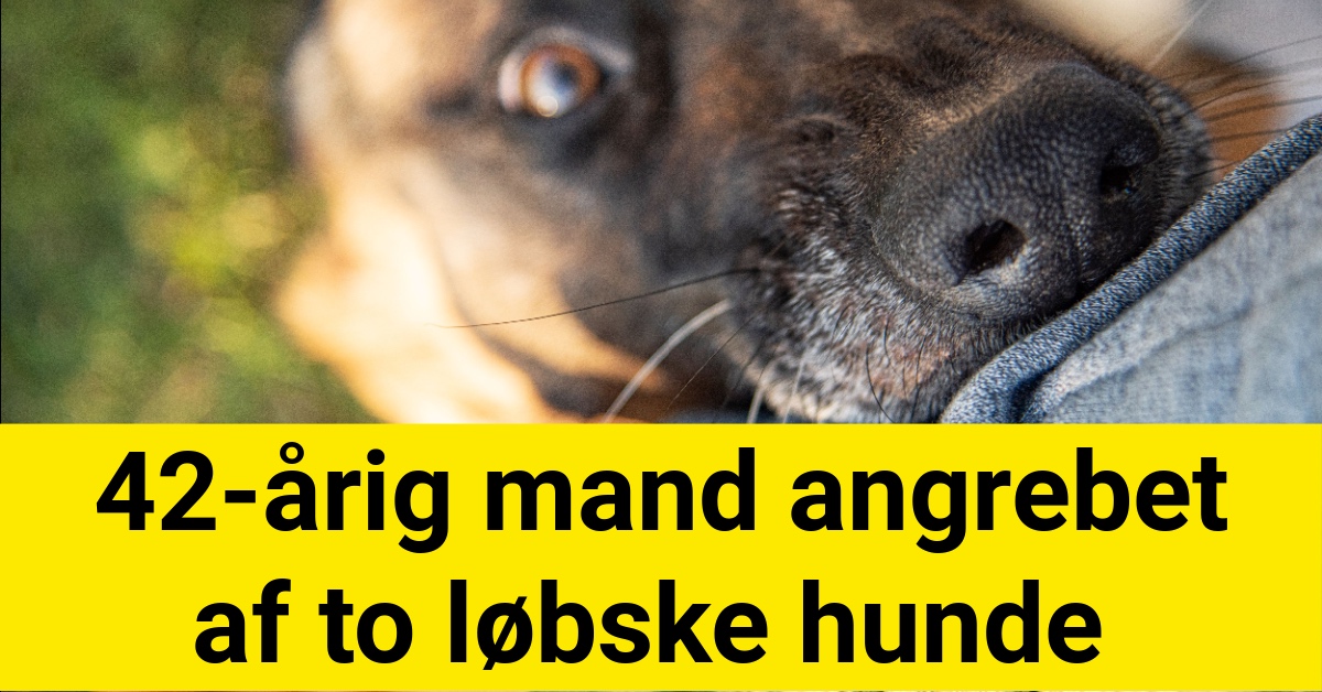 42-årig mand angrebet af to løbske hunde