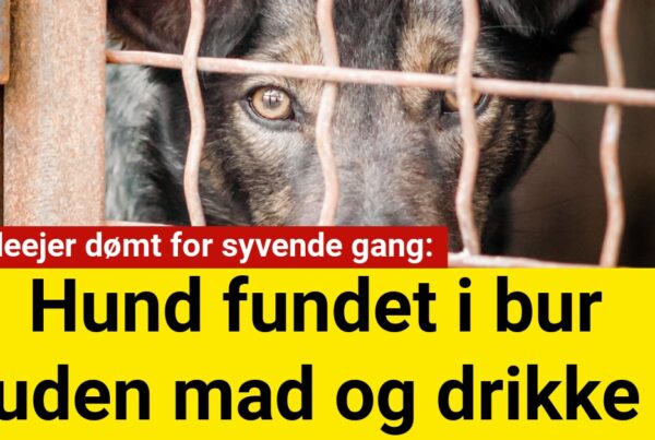 26-årig mand overtræder hundeloven for syvende gang – Hunden fundet i bur uden mad og drikke