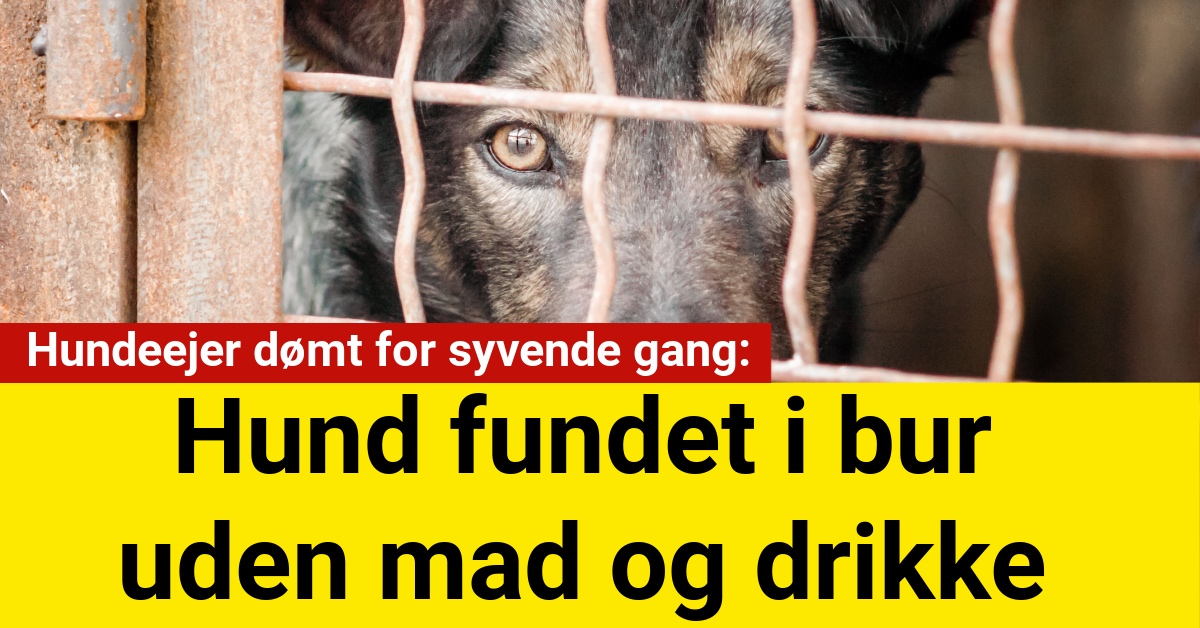 26-årig mand overtræder hundeloven for syvende gang – Hunden fundet i bur uden mad og drikke