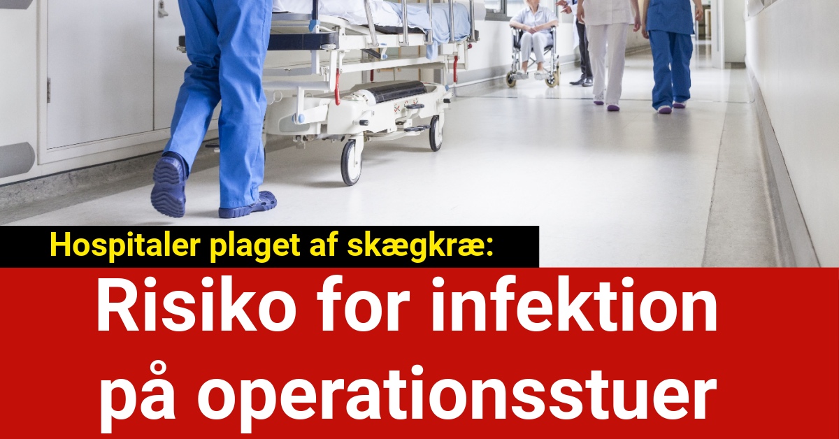 Hospitaler plaget af skægkræ: Risiko for infektion på operationsstuer