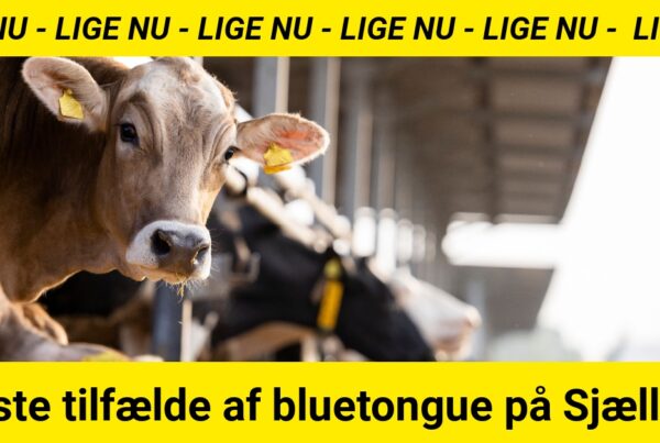 LIGE NU: Første tilfælde af bluetongue på Sjælland