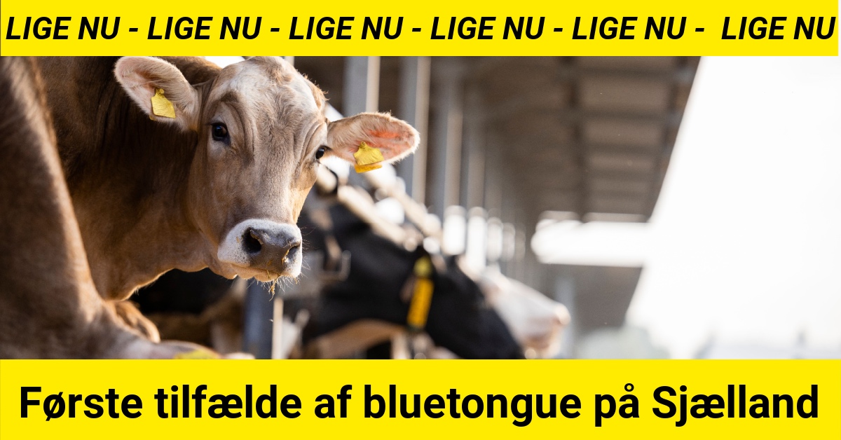 LIGE NU: Første tilfælde af bluetongue på Sjælland