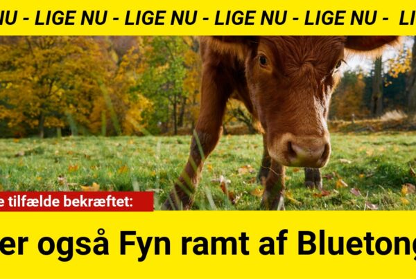Nu er også Fyn ramt af Bluetongue: Første tilfælde bekræftet
