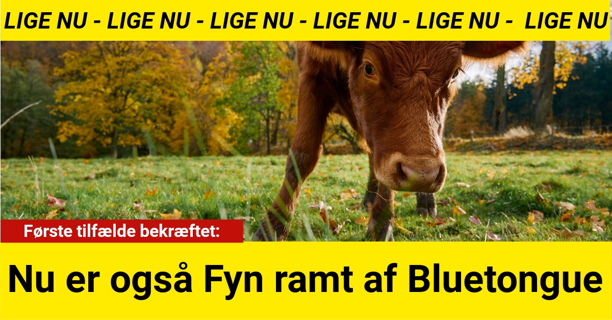 Nu er også Fyn ramt af Bluetongue: Første tilfælde bekræftet